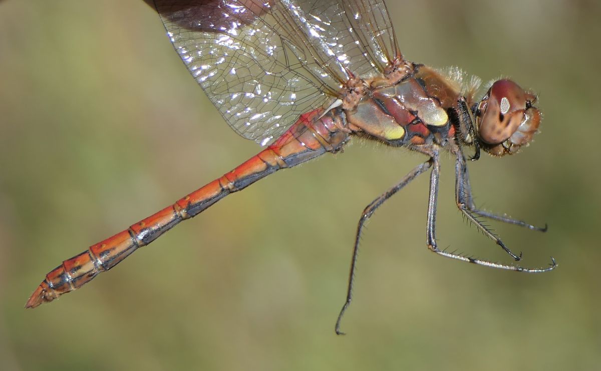 Sympetrum striolatum  - Fabio Angeli
