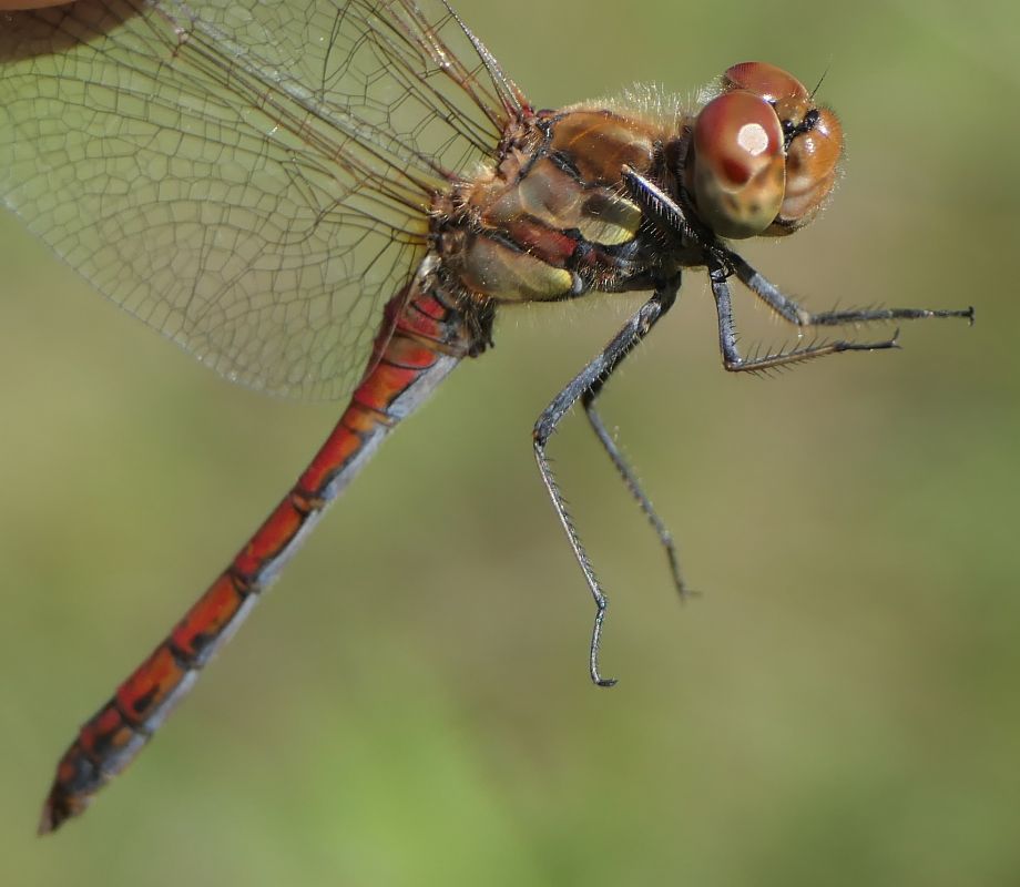 Sympetrum striolatum  - Fabio Angeli