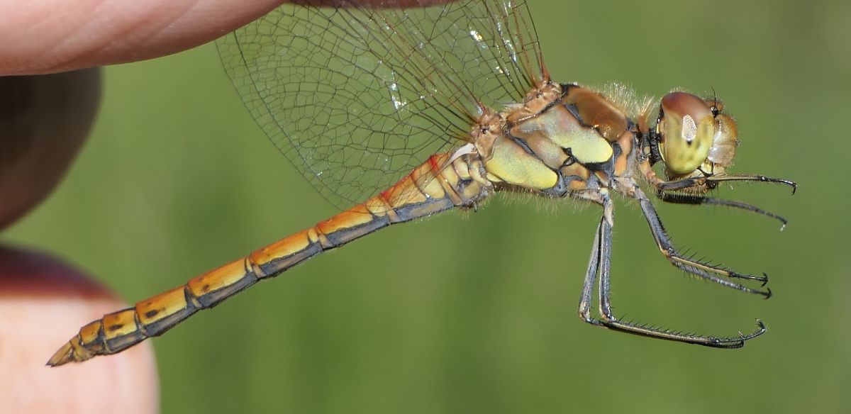 Sympetrum striolatum  - Fabio Angeli