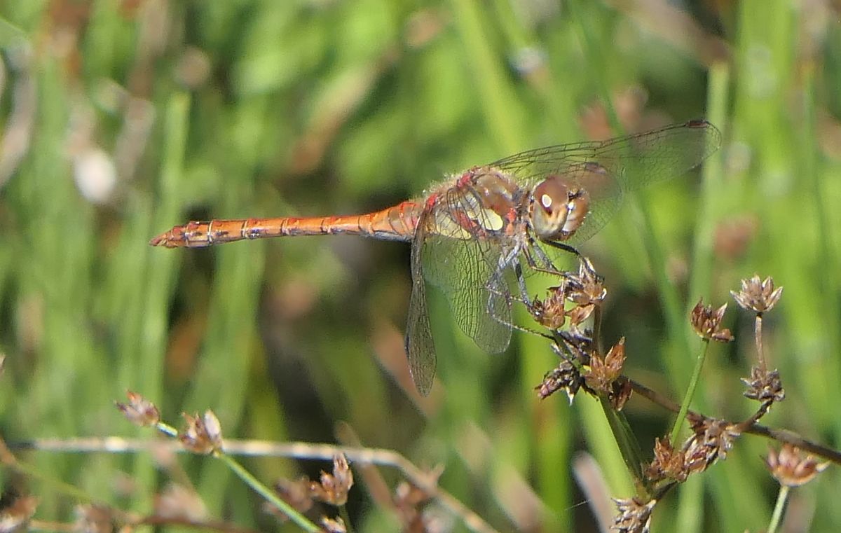 Sympetrum striolatum  - Fabio Angeli
