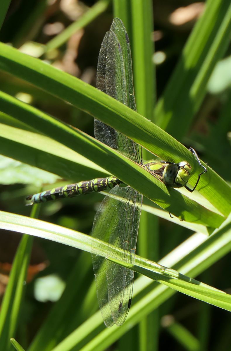 Aeshna cyanea  - Fabio Angeli