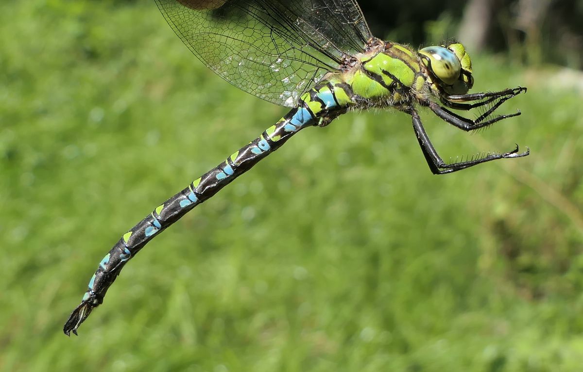 Aeshna cyanea  - Fabio Angeli