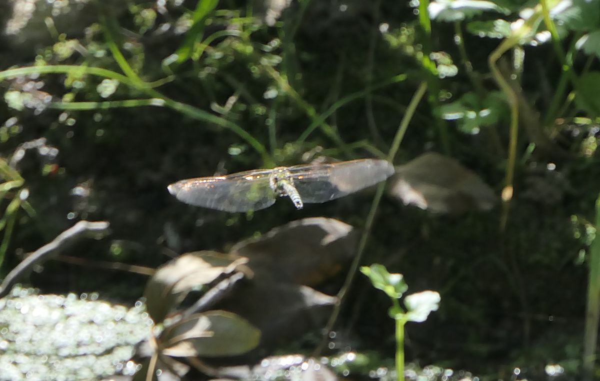 Aeshna cyanea  - Fabio Angeli