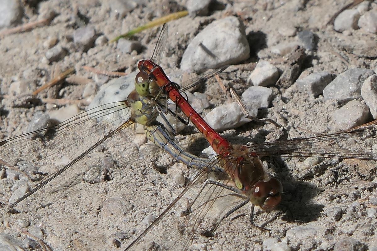 Sympetrum striolatum  - Fabio Angeli