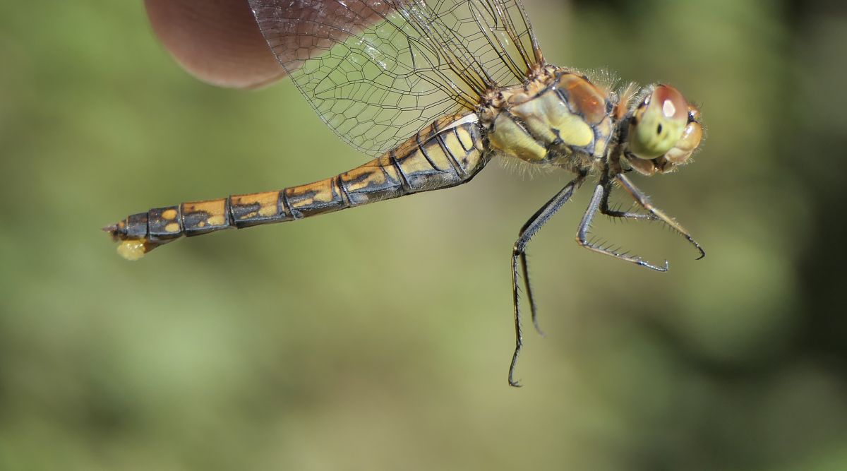 Sympetrum striolatum  - Fabio Angeli