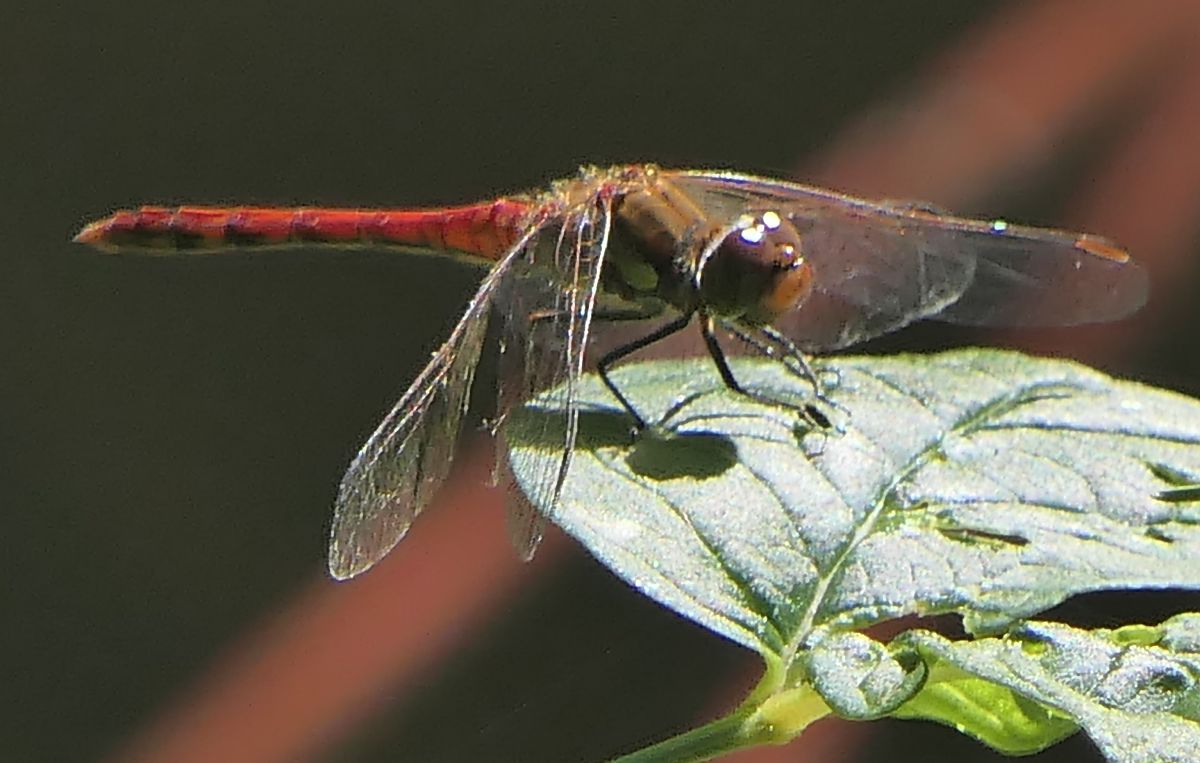 Sympetrum striolatum  - Fabio Angeli