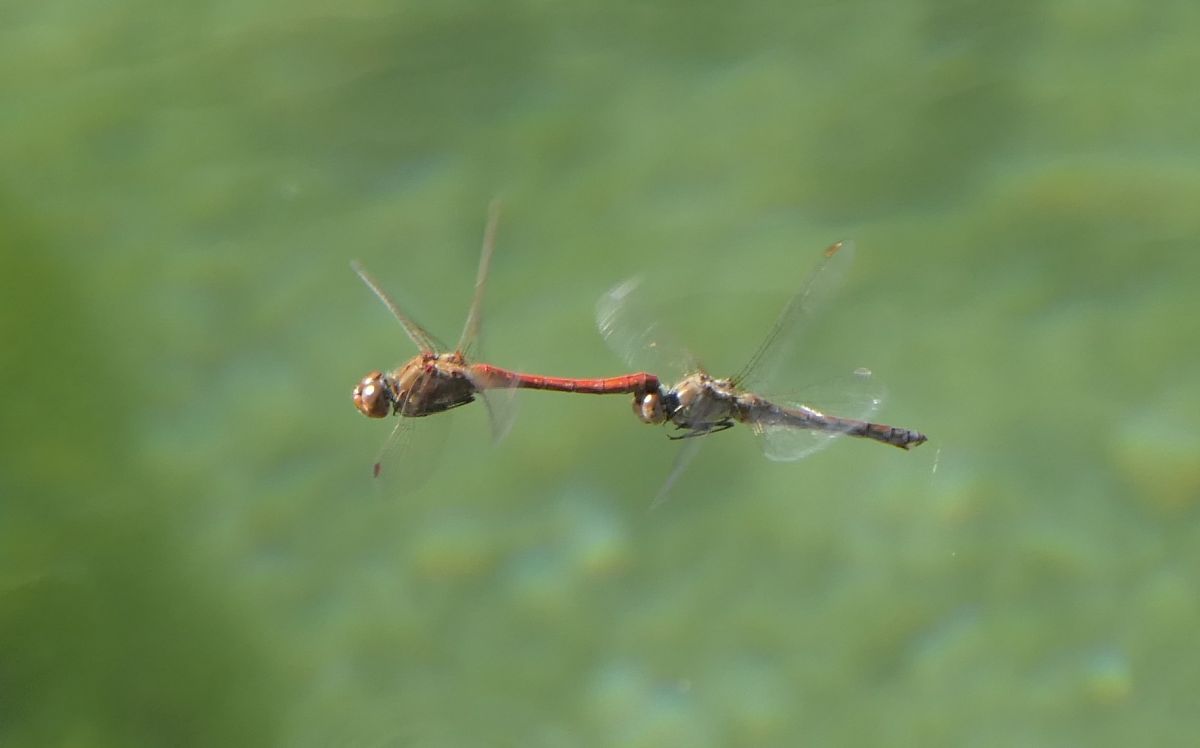 Sympetrum striolatum  - Fabio Angeli