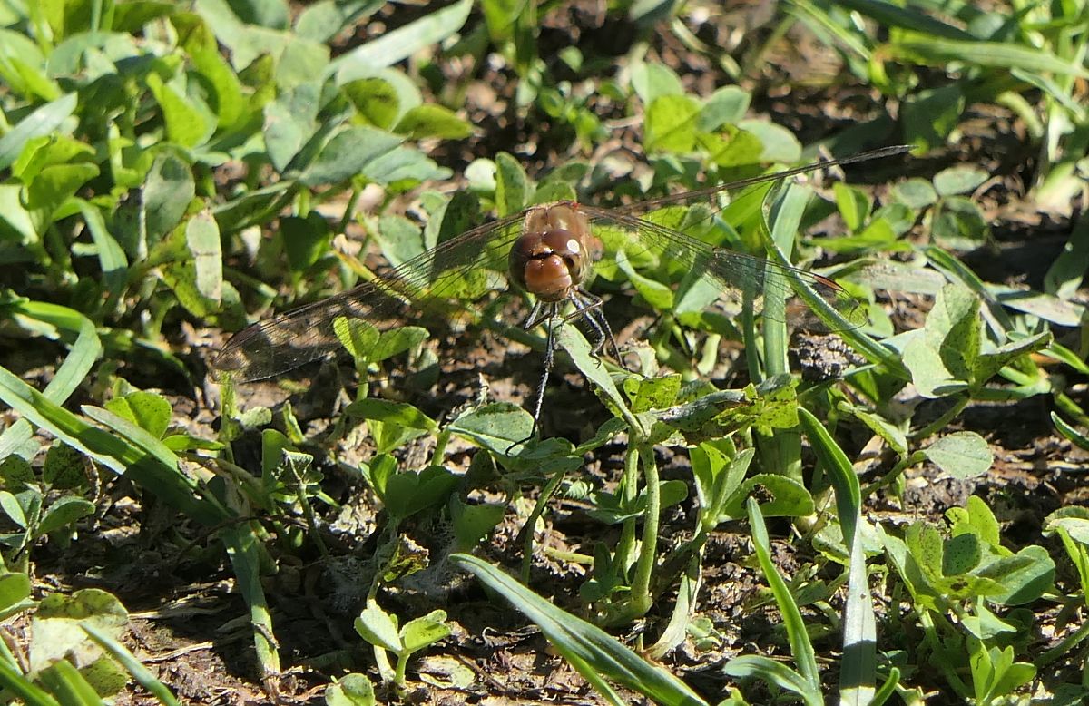 Sympetrum striolatum  - Fabio Angeli