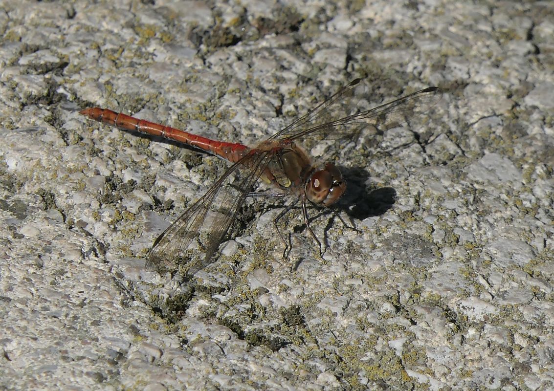 Sympetrum striolatum  - Fabio Angeli