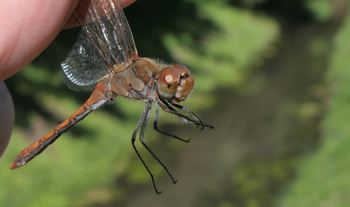 Sympetrum striolatum  - Fabio Angeli