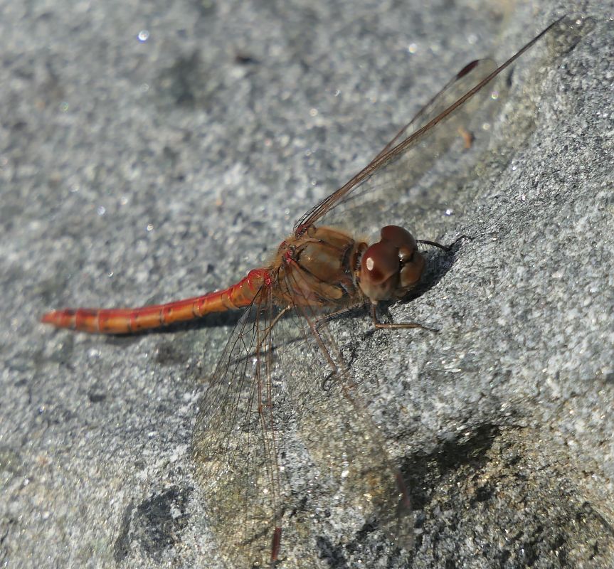 Sympetrum striolatum  - Fabio Angeli