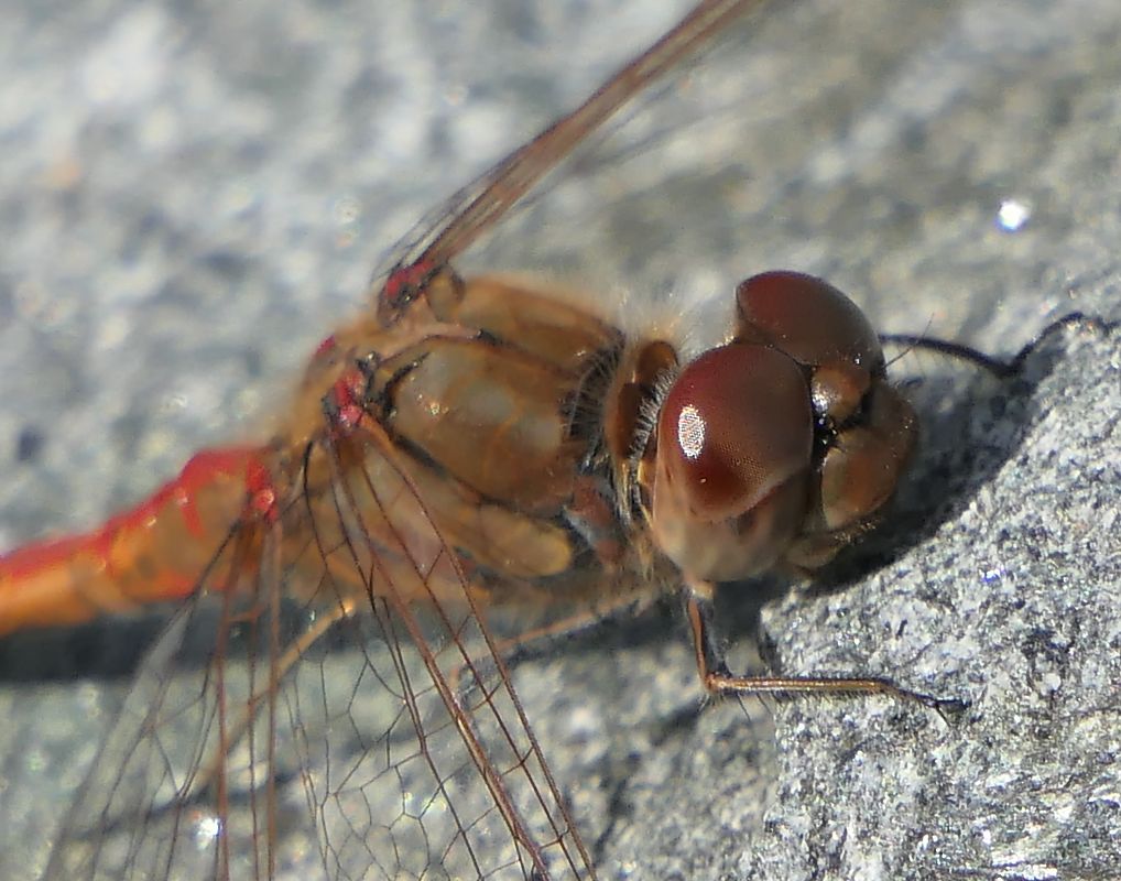 Sympetrum striolatum  - Fabio Angeli
