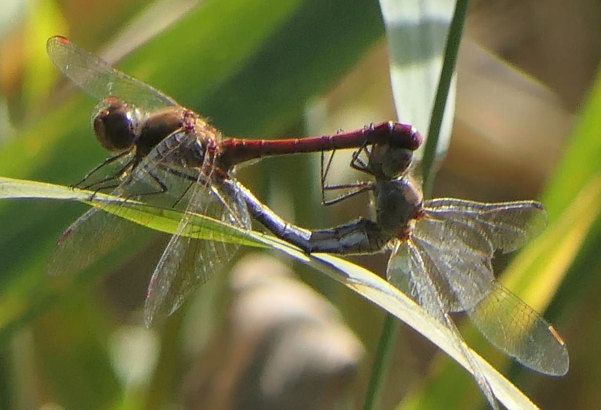 Sympetrum striolatum  - Fabio Angeli