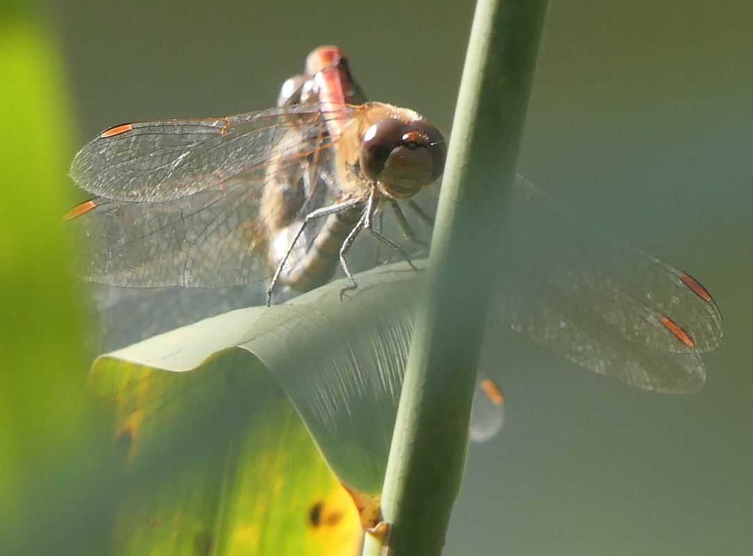 Sympetrum striolatum  - Fabio Angeli