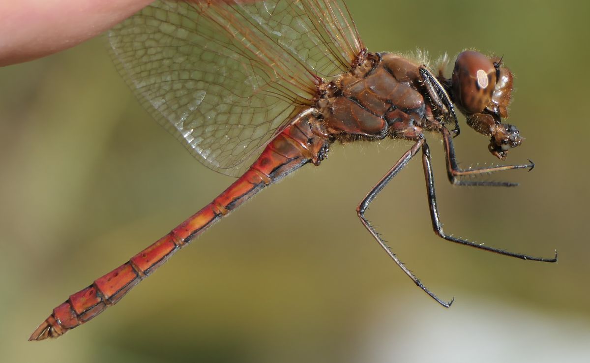 Sympetrum vulgatum  - Fabio Angeli