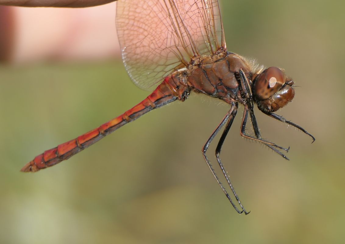 Sympetrum vulgatum  - Fabio Angeli
