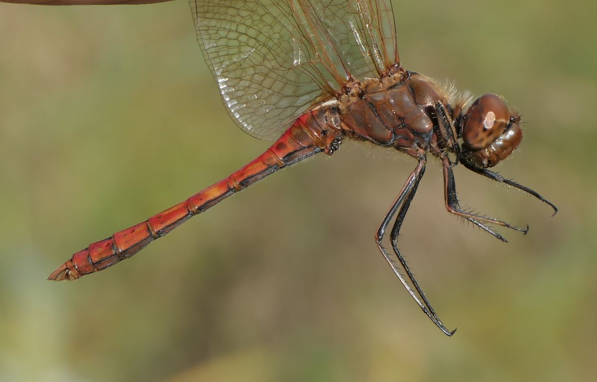 Sympetrum vulgatum  - Fabio Angeli