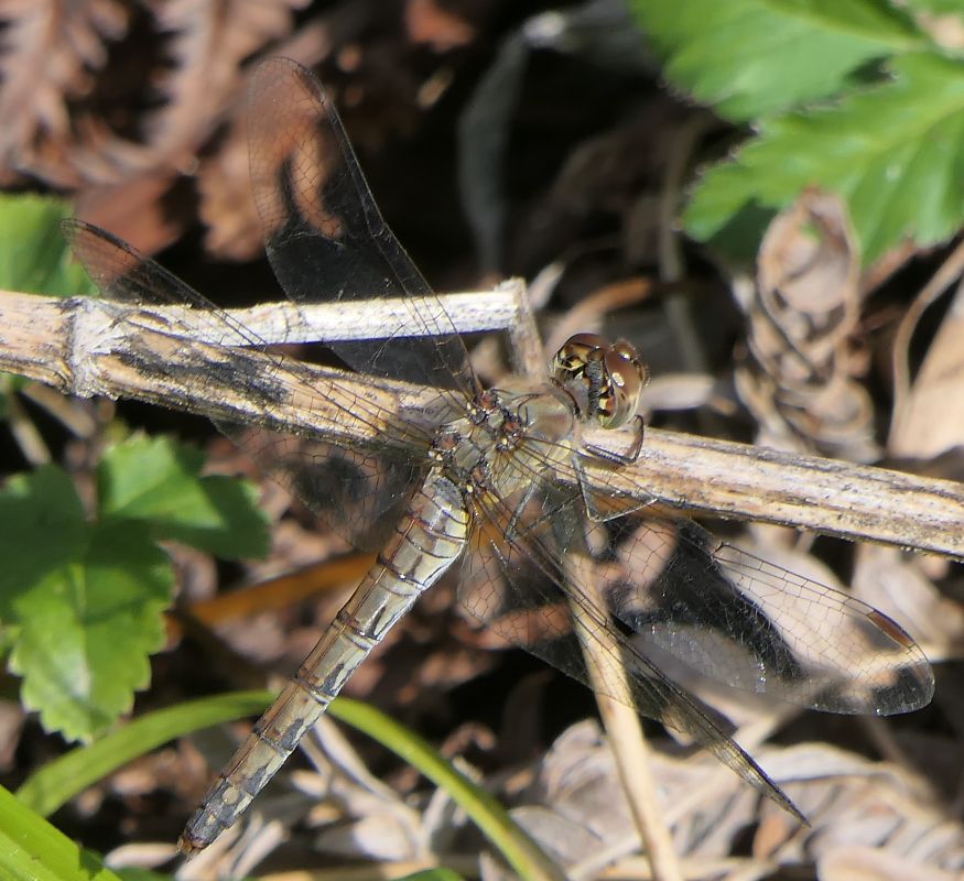 Sympetrum striolatum  - Fabio Angeli