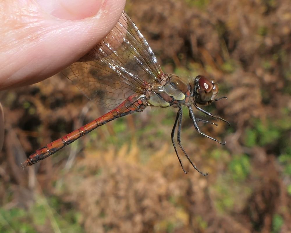 Sympetrum striolatum  - Fabio Angeli