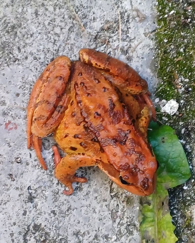 Rana temporaria  - Fabio Angeli