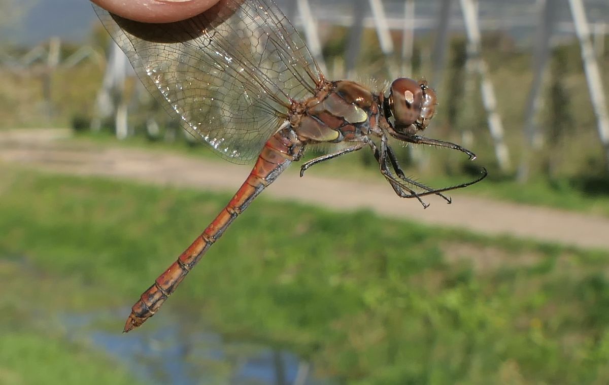 Sympetrum striolatum  - Fabio Angeli