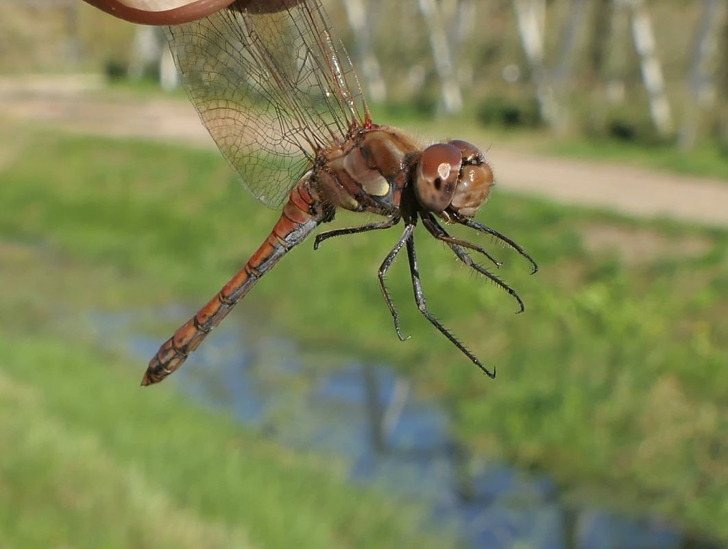 Sympetrum striolatum  - Fabio Angeli