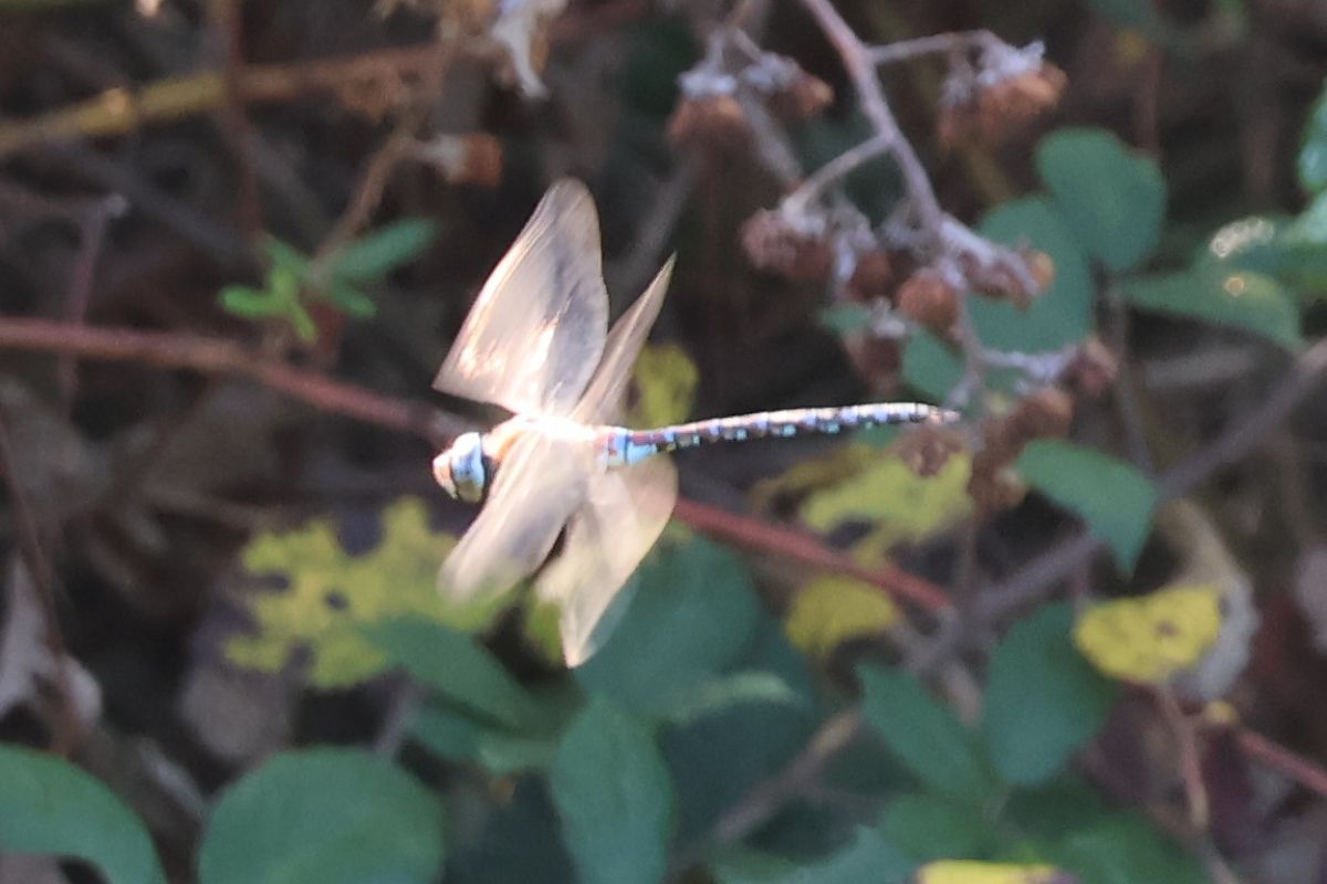 Aeshna mixta  - Lorenzo Lanzani