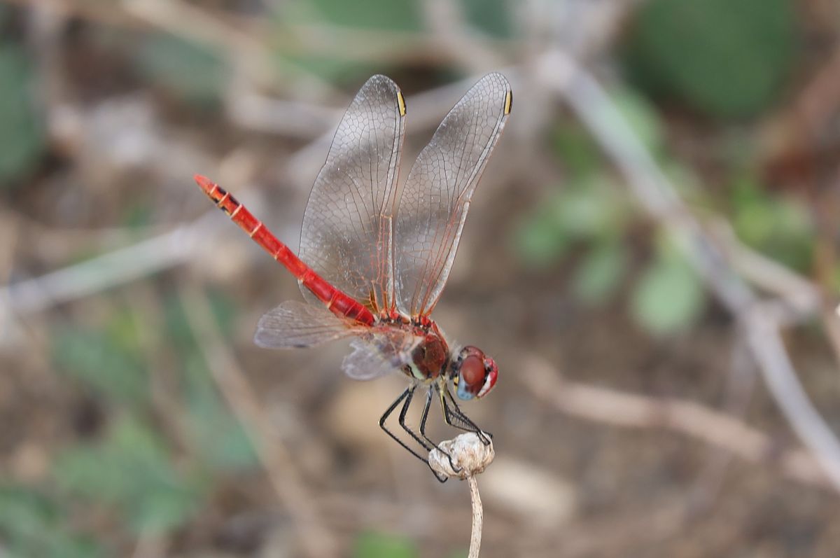 Sympetrum fonscolombei  - Lorenzo Lanzani