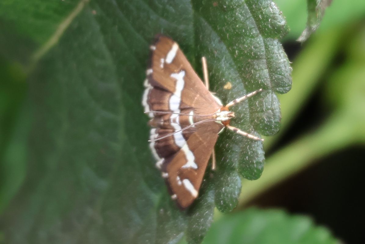 Spoladea recurvalis  - Lorenzo Lanzani