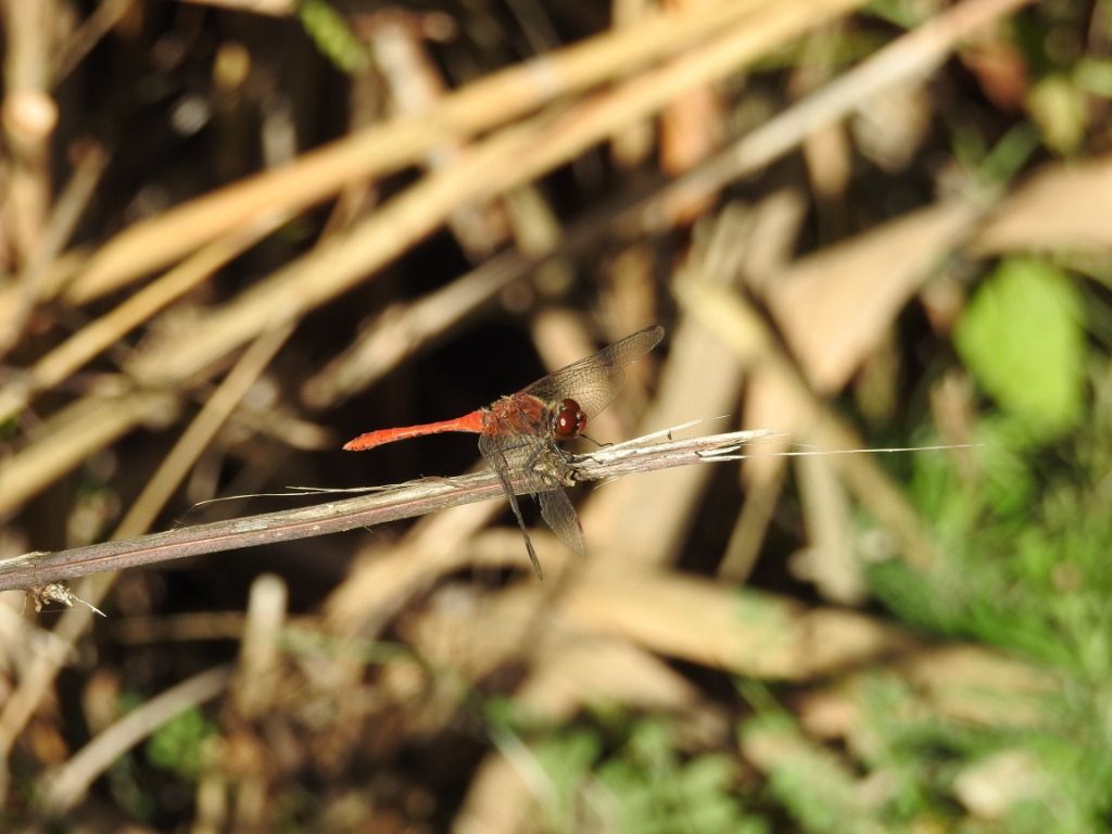 Sympetrum sanguineum  - Carlo Ciani