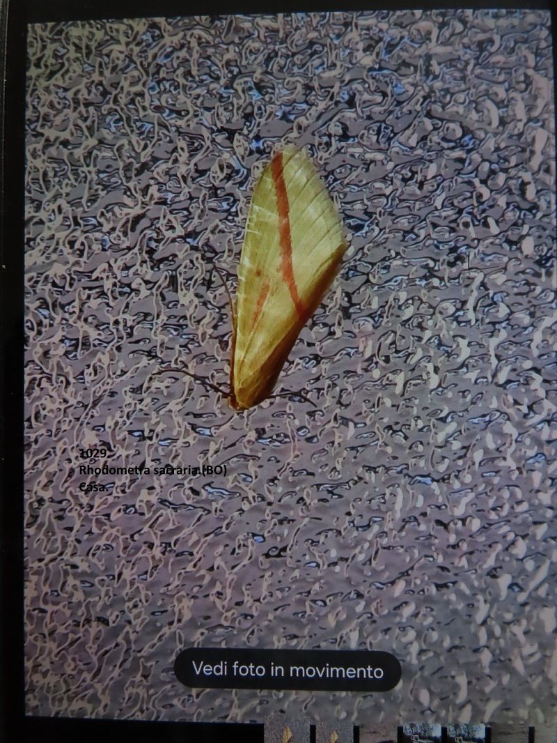 Rhodometra sacraria  - Giorgio Leoni