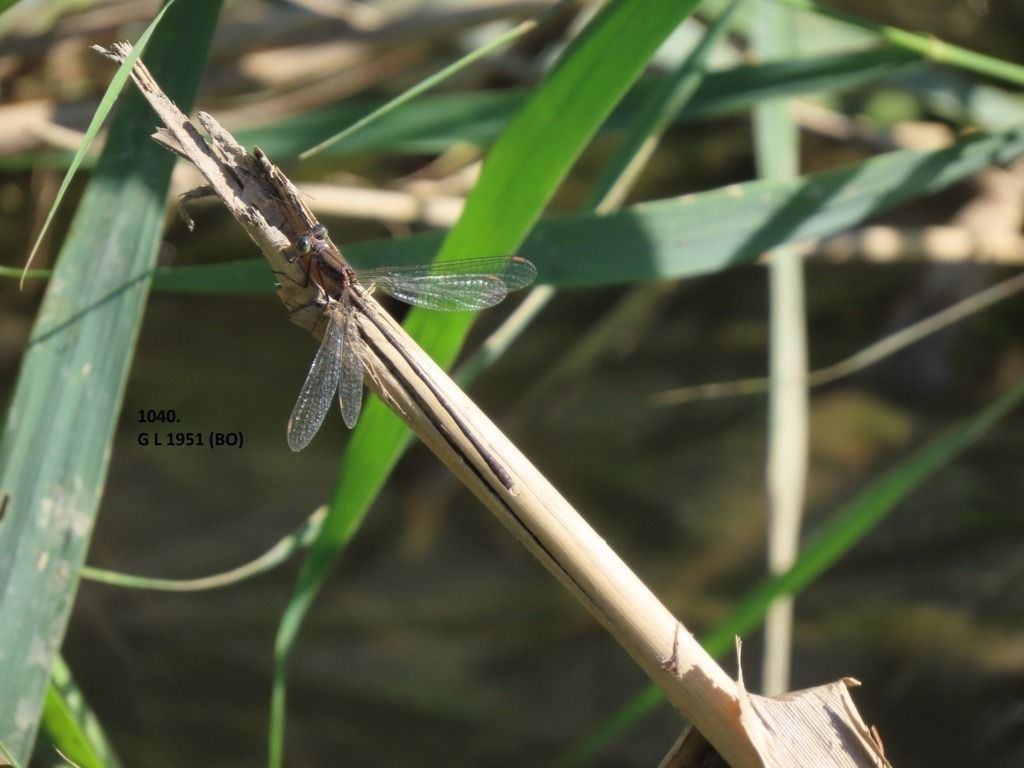 Chalcolestes viridis  - Giorgio Leoni