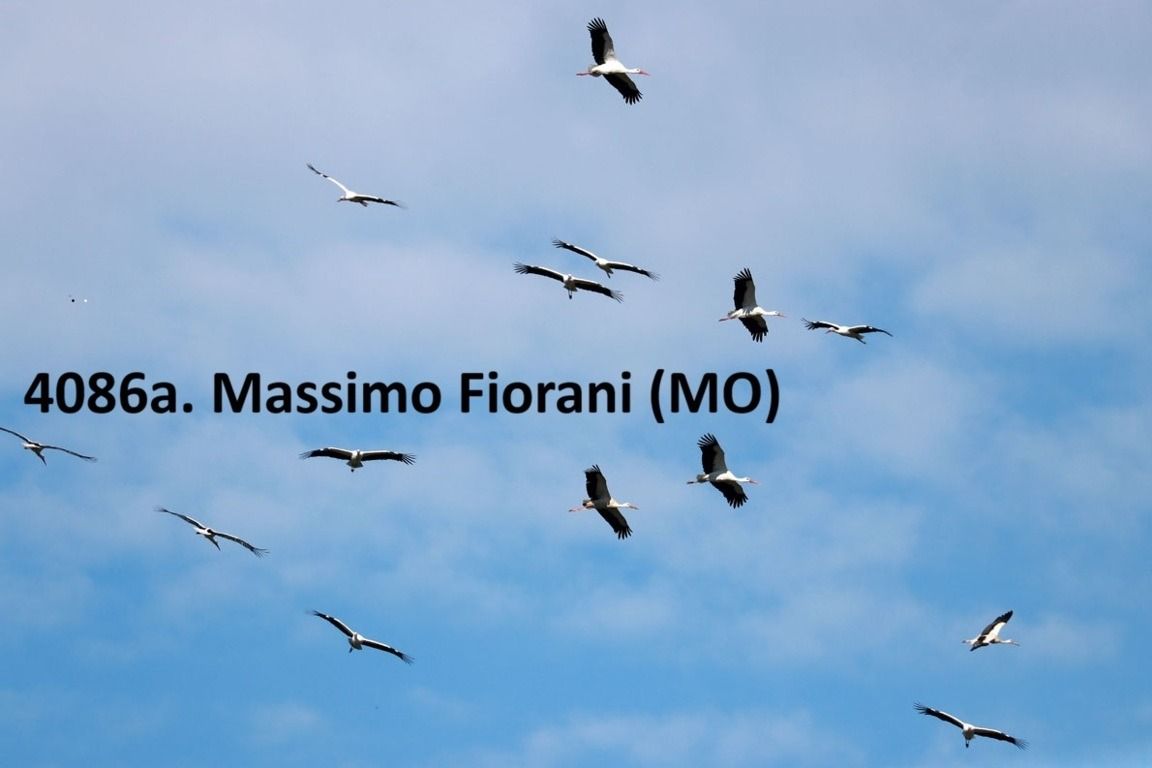 Cicogna bianca  - Giorgio Leoni