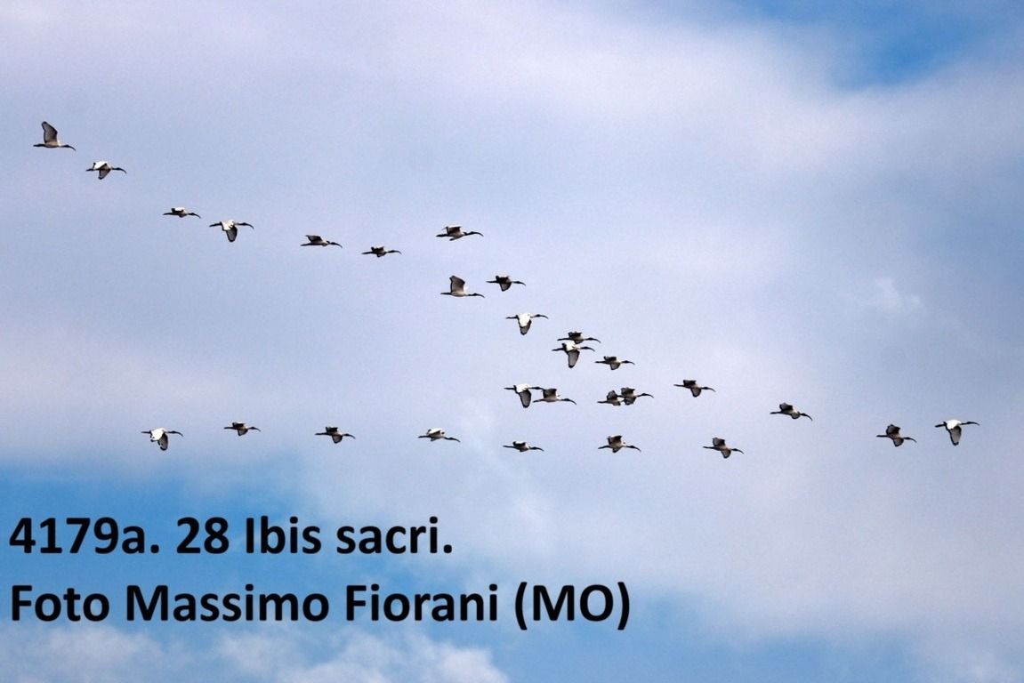 Ibis sacro  - Giorgio Leoni