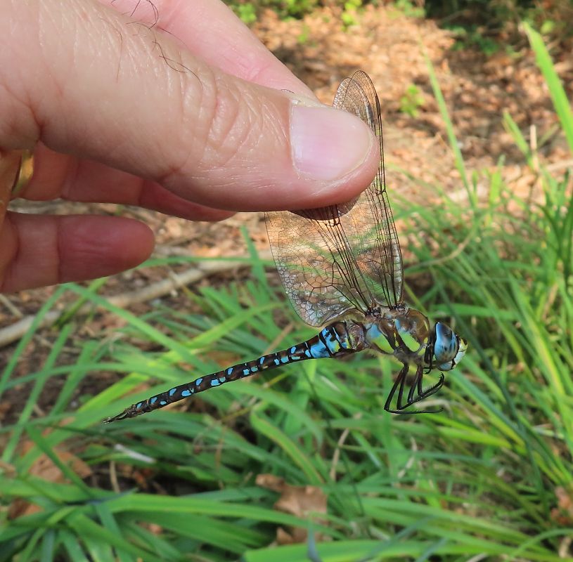 Aeshna mixta  - Nicola Pilon