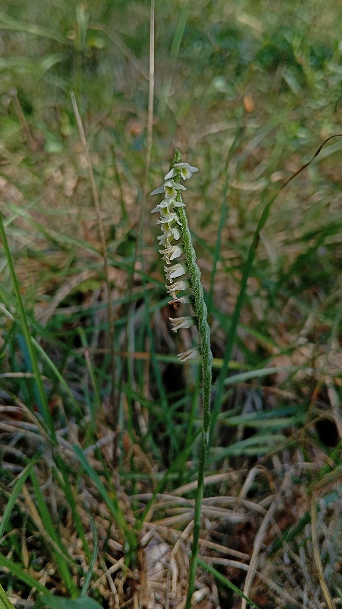 Spiranthes spiralis  - Marco Gobbini
