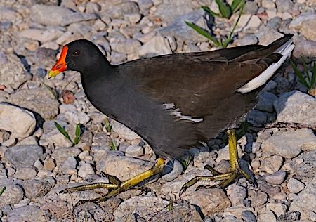 Gallinella d'acqua  - Angelo Pasqua