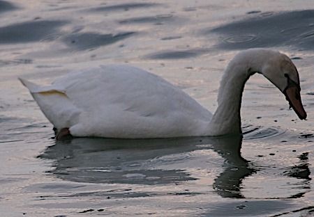 Cigno reale  - Angelo Pasqua