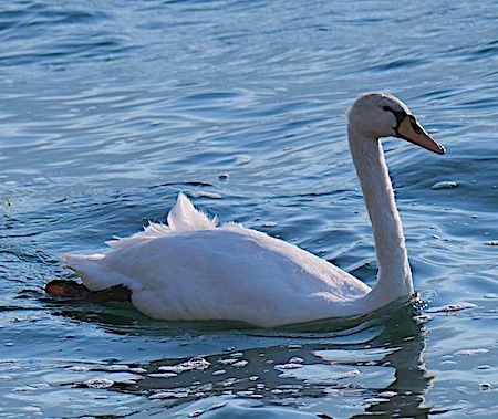 Cigno reale  - Angelo Pasqua