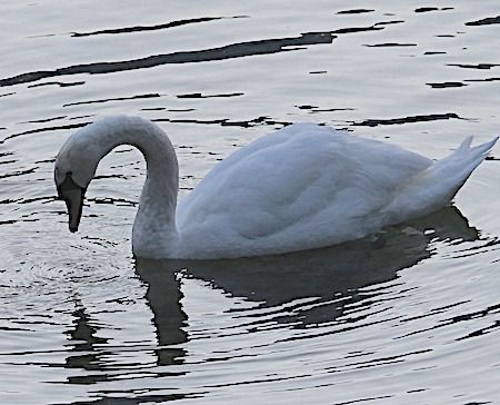 Cigno reale  - Angelo Pasqua