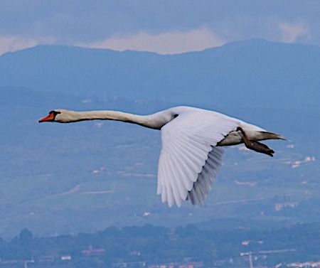 Cigno reale  - Angelo Pasqua
