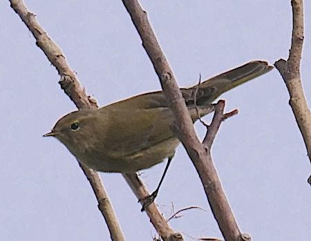 Luì piccolo  - Angelo Pasqua