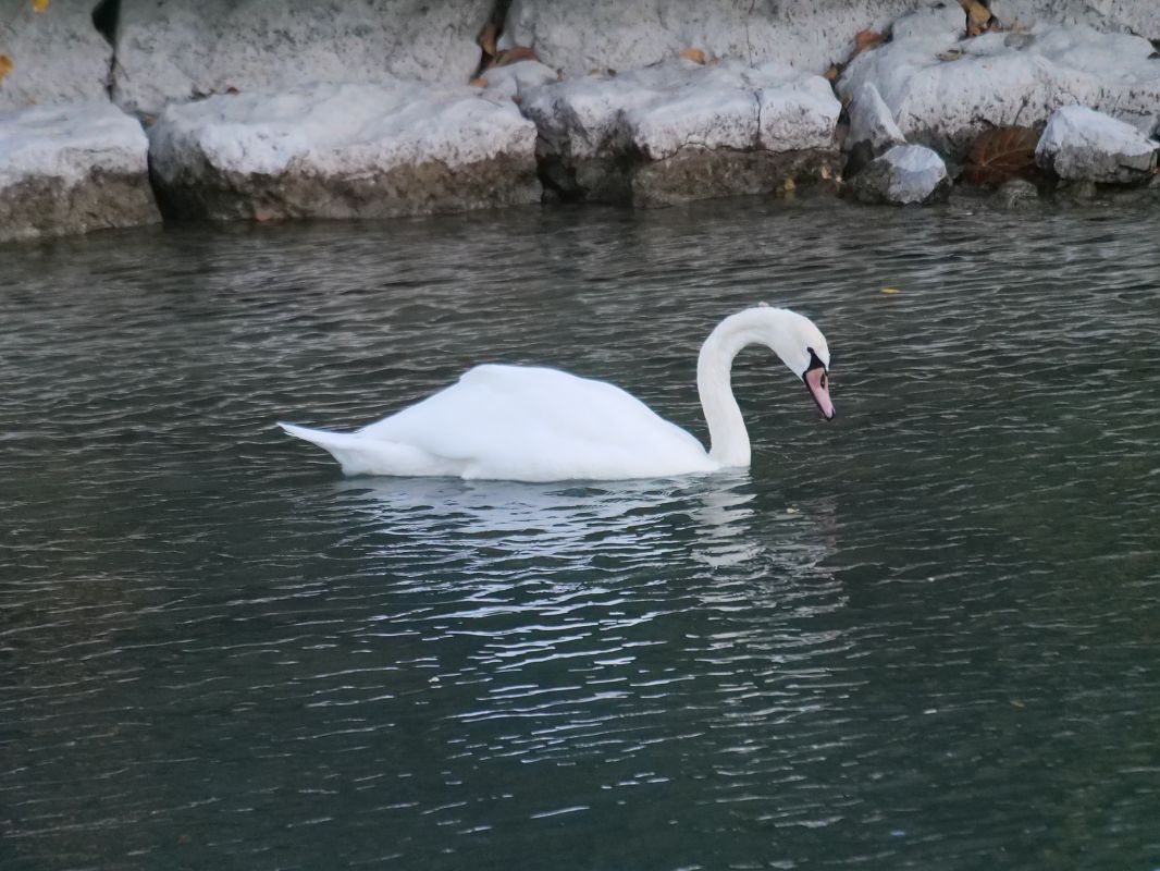 Cigno reale  - Angelo Pasqua