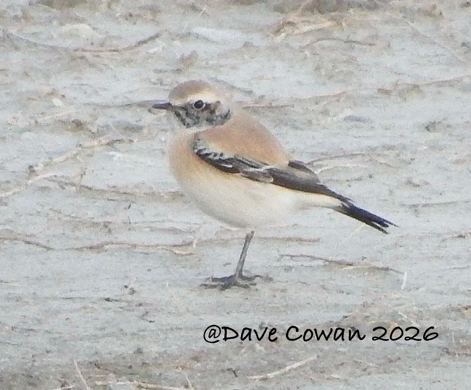 Monachella del deserto  - Anonimo
