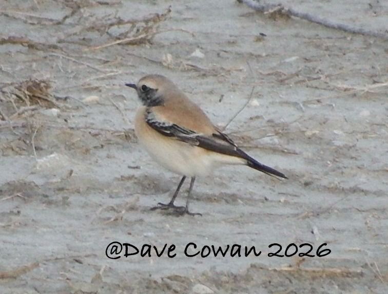 Monachella del deserto  - Anonimo