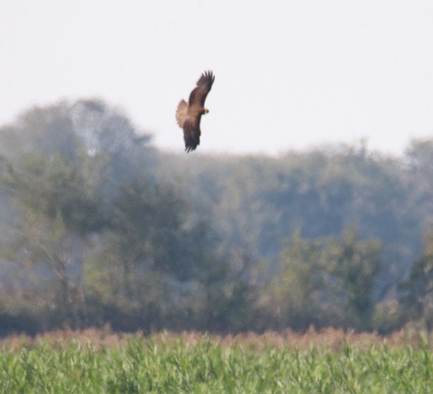 Aquila anatraia maggiore  - Roberto Boscaini