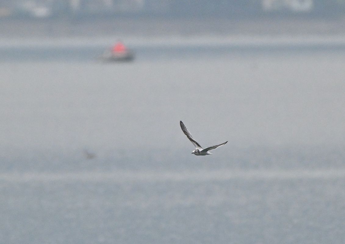 Gabbianello  - Luigi Gennari