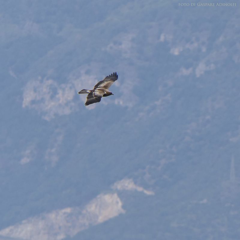Aquila minore  - Gaspare Adinolfi