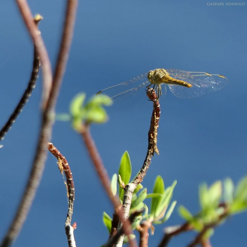 Sympetrum fonscolombei  - Gaspare Adinolfi