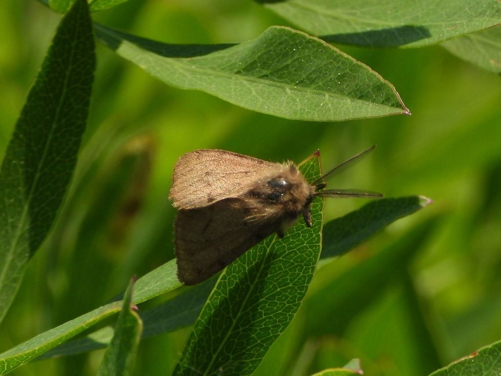 Diaphora sordida  - Mirko Tomasi